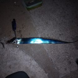 太刀魚回遊開始？