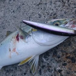 早朝短時間勝負！！！