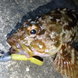 久しぶりのナイトゲーム