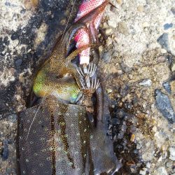 午後からエギング