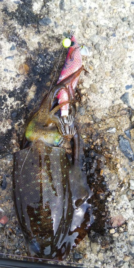 午後からエギング