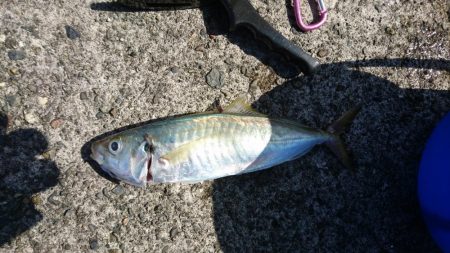 ショアジギング