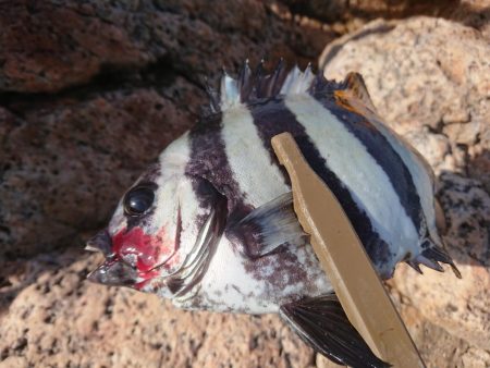 サンバソウ釣り