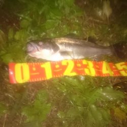 円山川シーバス