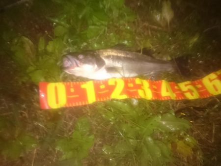 円山川シーバス