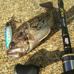 【苅田港】秋のシーバス調査～続き