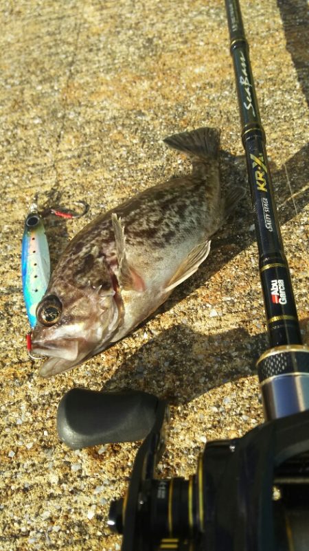 【苅田港】秋のシーバス調査～続き