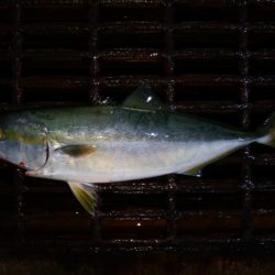 大きくなってきたハマチ