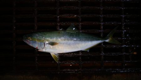 大きくなってきたハマチ