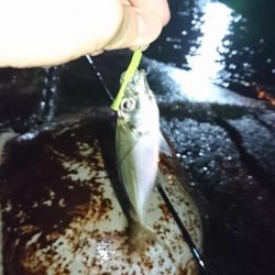 メバリングのはずがアジングに