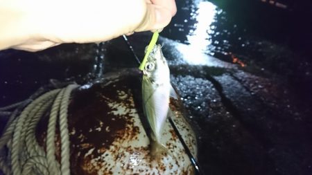 メバリングのはずがアジングに