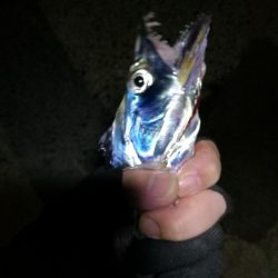 南港釣行 (10/28 南港タチウオ釣り 2本 釣果有り)