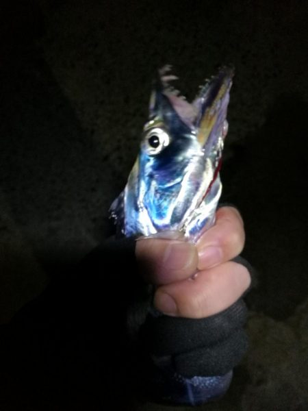 南港釣行 (10/28 南港タチウオ釣り 2本 釣果有り)