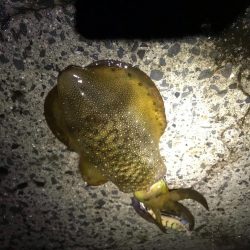 秋イカエギングでアオリイカ釣果、爆風を避けてランガン