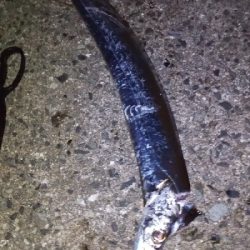 あっと言う間に時合終了