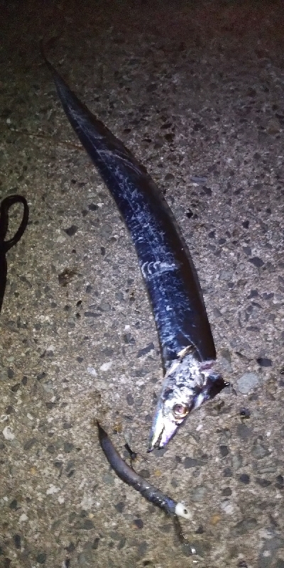 あっと言う間に時合終了