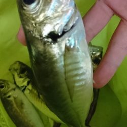 外海は荒れてました【アジング】