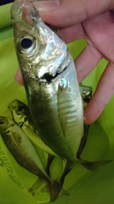 外海は荒れてました【アジング】