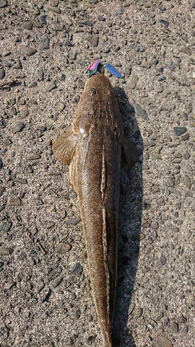 ゴチヒラセイゴ