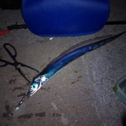 太刀魚回遊開始？