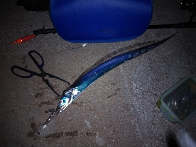 太刀魚回遊開始？