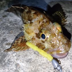 久しぶりのナイトゲーム