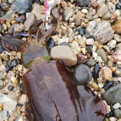 午後からエギング