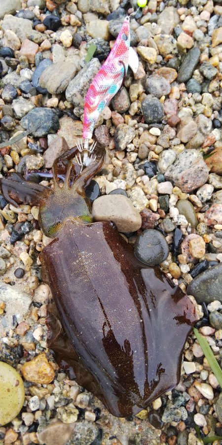 午後からエギング