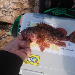 サンバソウ釣り