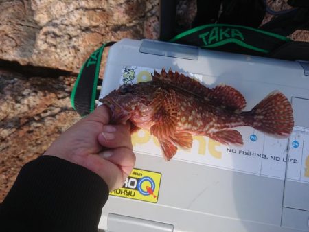 サンバソウ釣り