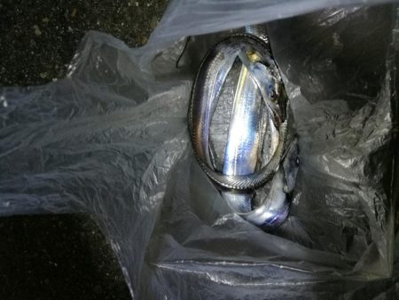 南港釣行 (10/28 南港タチウオ釣り 2本 釣果有り)