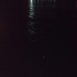 湾奥タチウオ調査