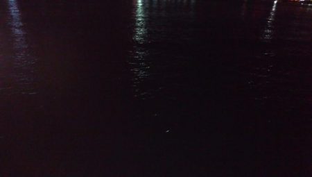 湾奥タチウオ調査