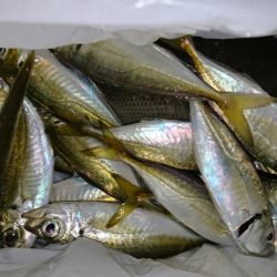 少しだけアジング！！