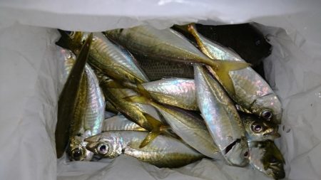 少しだけアジング！！