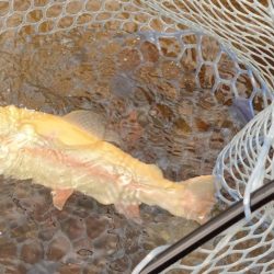 フィッシングレイクたかみや 釣果