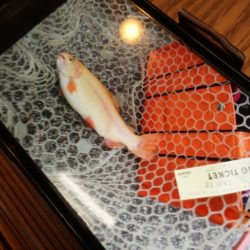 フィッシングレイクたかみや 釣果