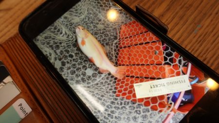 フィッシングレイクたかみや 釣果