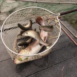 フィッシングレイクたかみや 釣果
