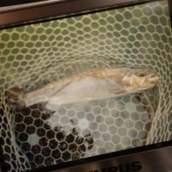 フィッシングレイクたかみや 釣果