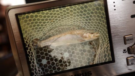 フィッシングレイクたかみや 釣果