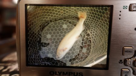 フィッシングレイクたかみや 釣果