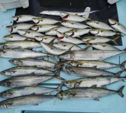 東京湾探釣隊ぼっち 釣果