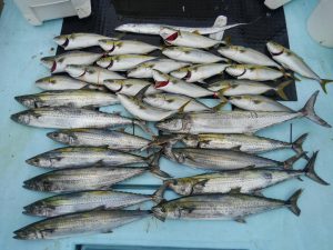 東京湾探釣隊ぼっち 釣果