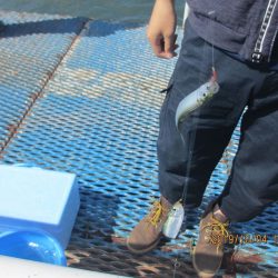 オリジナルメーカー海づり公園(市原市海づり施設) 釣果