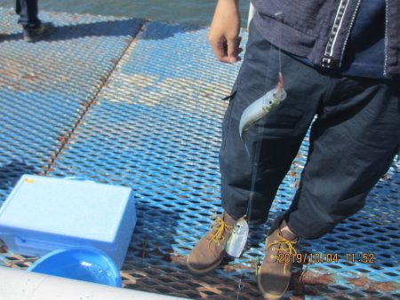 オリジナルメーカー海づり公園(市原市海づり施設) 釣果