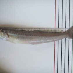 オリジナルメーカー海づり公園(市原市海づり施設) 釣果