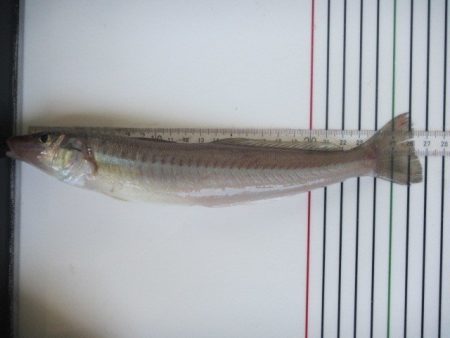 オリジナルメーカー海づり公園(市原市海づり施設) 釣果