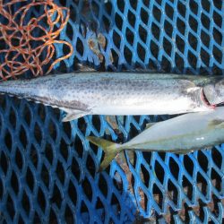 オリジナルメーカー海づり公園(市原市海づり施設) 釣果
