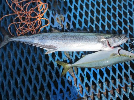 オリジナルメーカー海づり公園(市原市海づり施設) 釣果